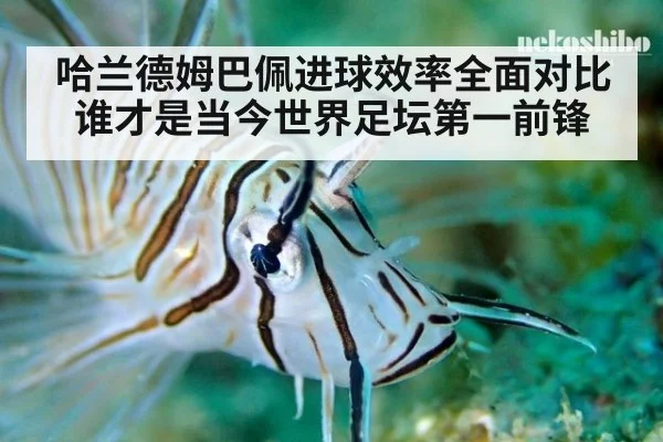 哈兰德姆巴佩进球效率全面对比 谁才是当今世界足坛第一前锋